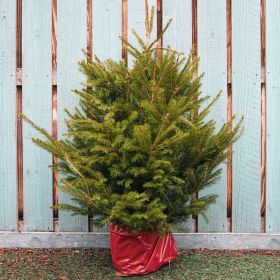 Norway Spruce - Pot Grown Christmas Tree 100cm - 125cm